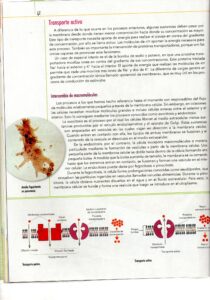 Páginas escaneadas MEMBRANA PLASMÁTICA
